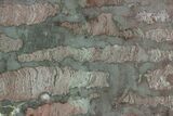 Polished Stromatolite (Inzeria) Section - Million Years #129223-1